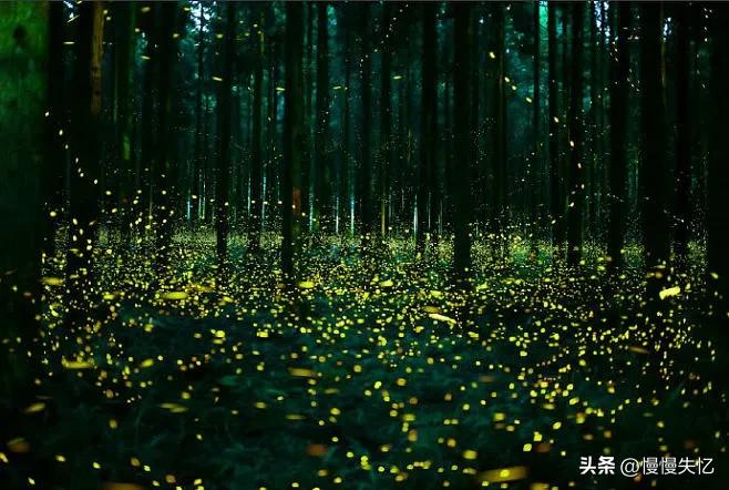 描写萤火虫的著名诗句,萤火虫诗句大全