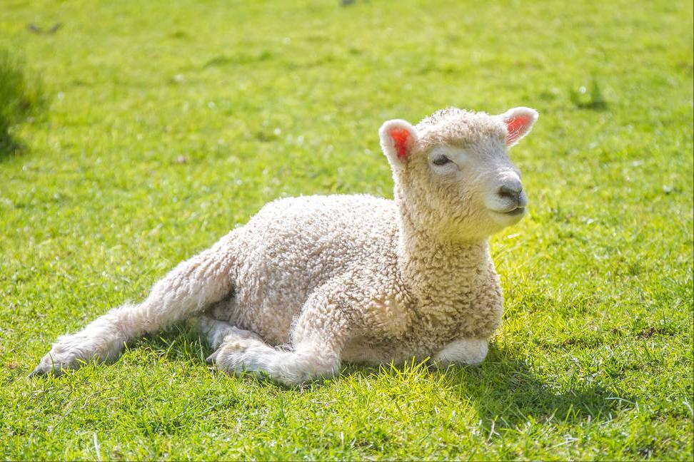 羊不吃草不反刍咬牙怎么回事,羊不吃草不喝水咋回事