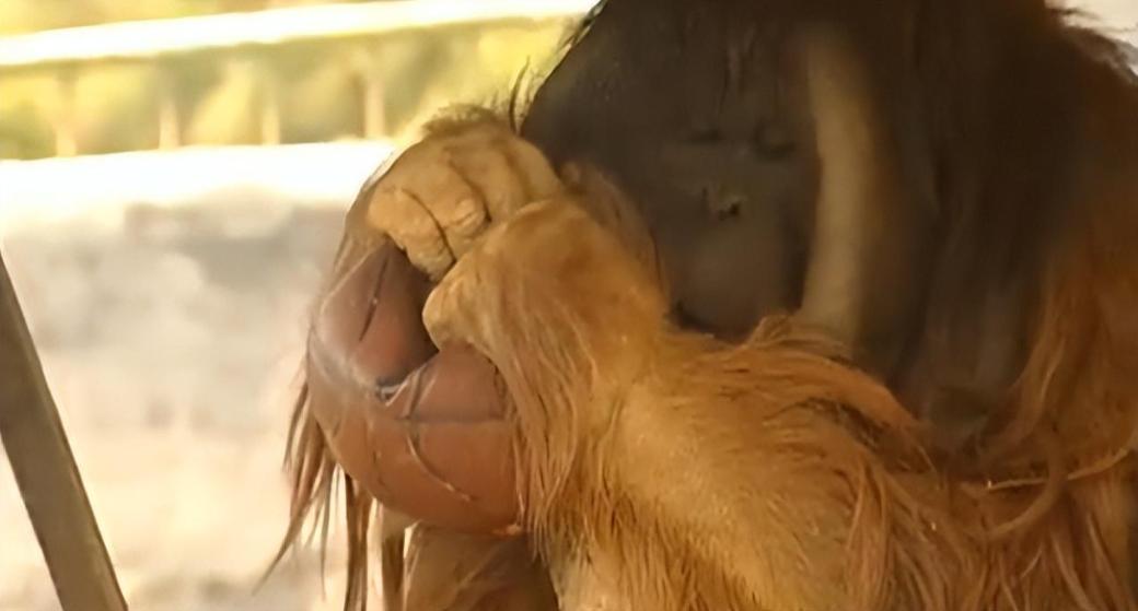 动物园大猩猩健身,大猩猩吃东西变瘦