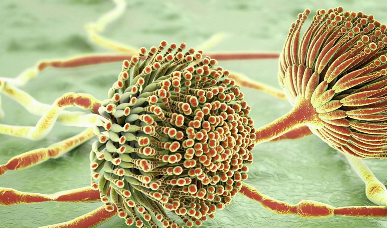 家用大功率绞肉机安全注意事项,使用绞肉机安全提示