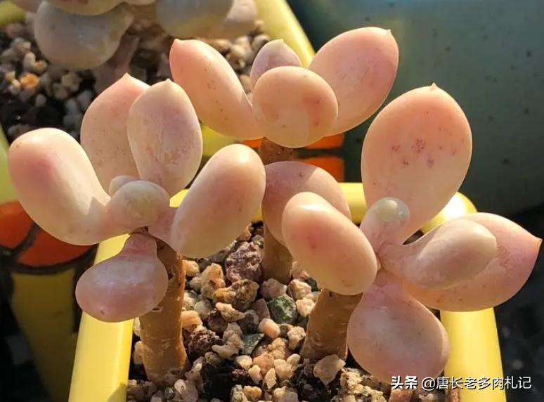 多肉稻田姬，之前常拿来冒充三日月美人，但一个明显特征出卖了它