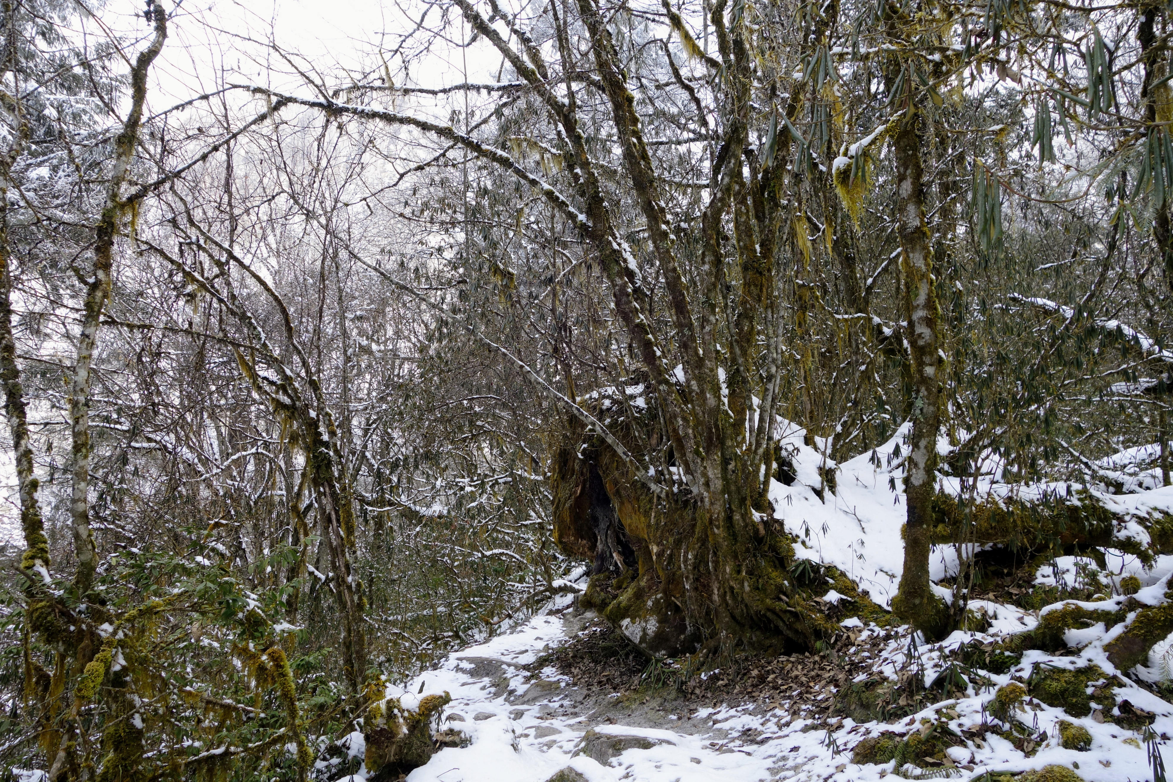 川西圣境游玩攻略,甘孜燕子沟攻略