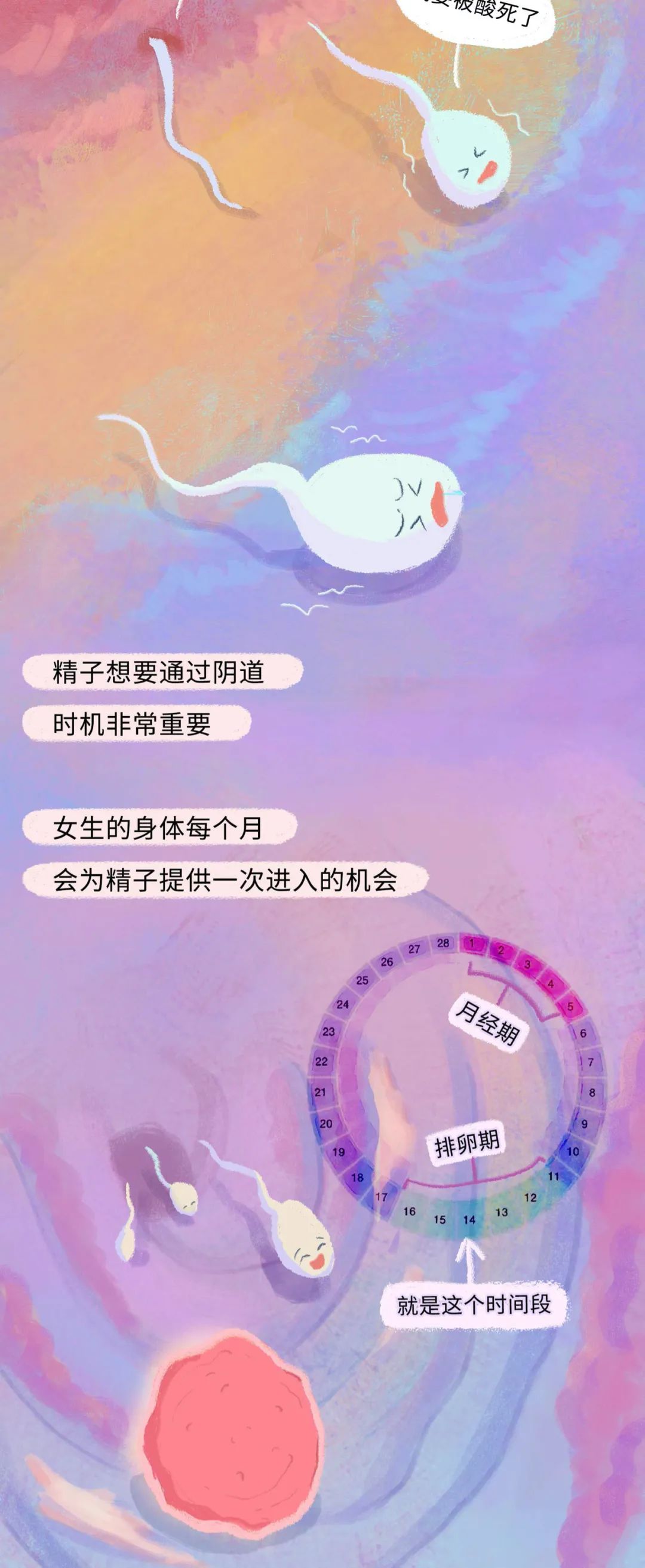 古代女人怀孕了要生宝宝漫画,怀孕的过程讲解漫画