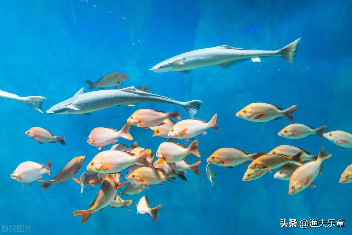 鱼都是几点出来觅食的,鱼晚上几点吃东西