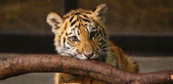 百兽之王老虎能爬树吗,真正的百兽之王老虎捕猎