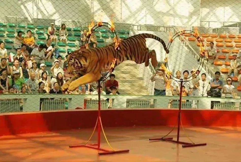 哈尔滨玩的地方推荐道里,梦幻漠河哈尔滨深度游