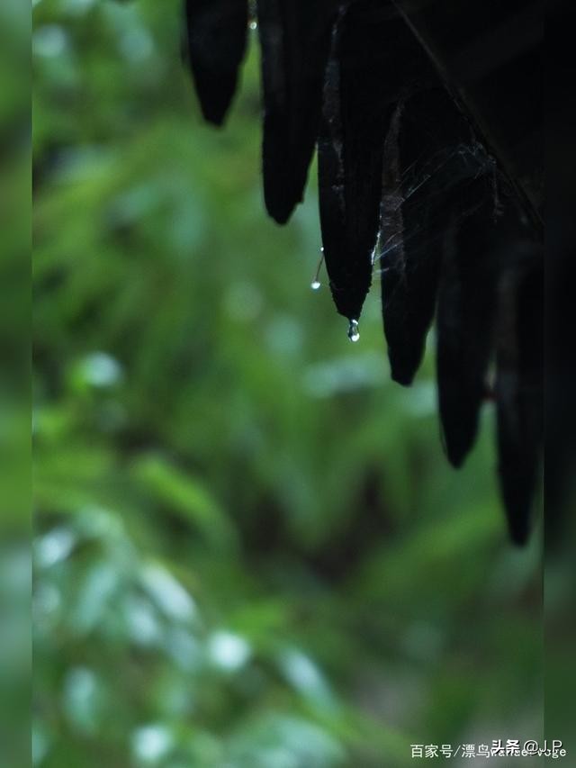 关于不喜欢雨天的散文,无法入睡的雨夜散文
