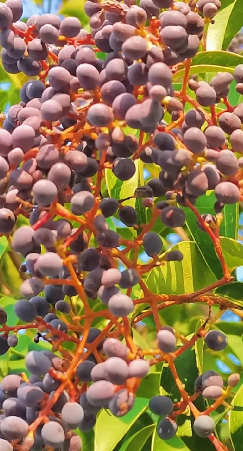 女贞子图片树木,女贞子树彩图