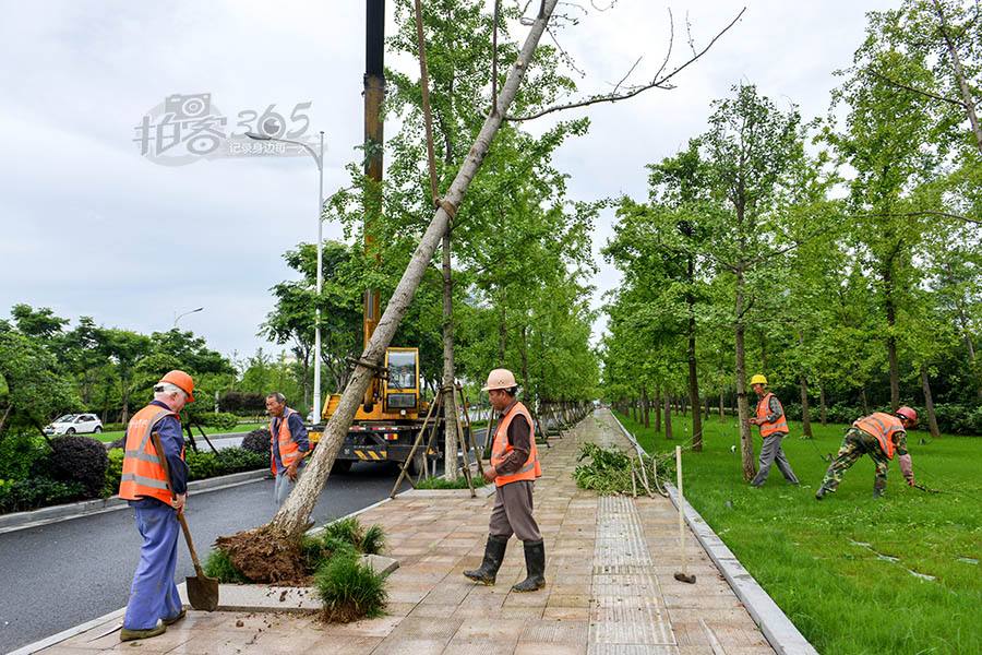 行道树补植方案,行道树病虫害防治标准