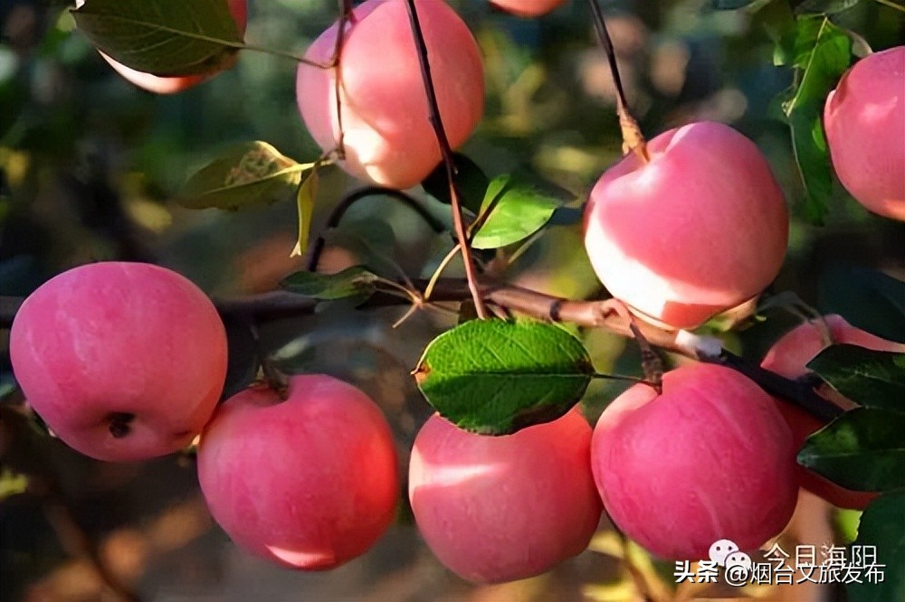 魅力海阳行,魅力新浦海阳