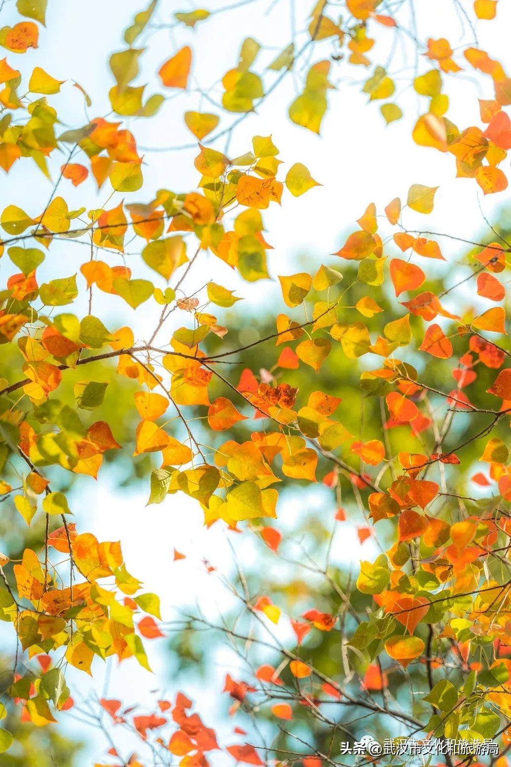 明天出太阳，到东湖捡叶子去！