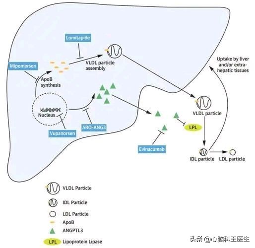 载脂蛋白b高是什么病,载脂蛋白b偏高就是血脂高吗