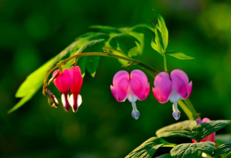 爱上一座城需要理由吗？欧阳修对洛阳的爱，蕴藏在一朵朵牡丹花中