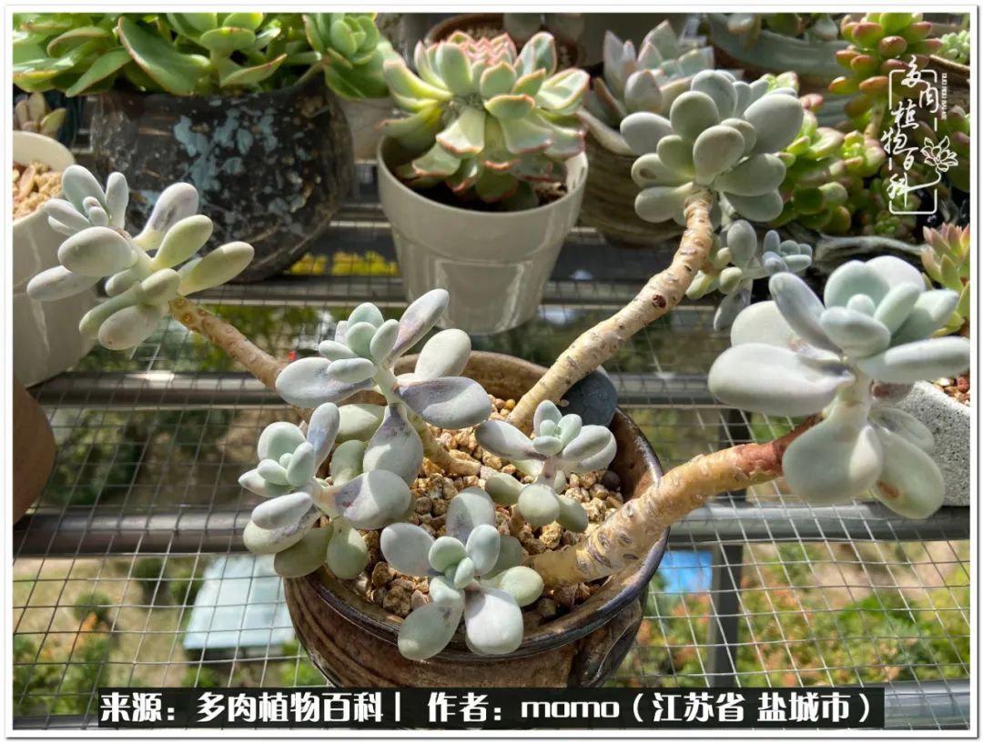 露养一个月的多肉图片,露养多肉春天外面过夜么
