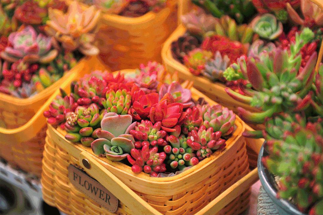 济南市市中区花鸟鱼虫市场在哪里,济南凤凰山花鸟鱼虫市场