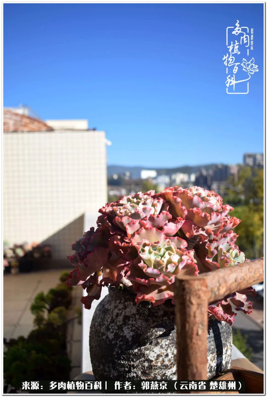 小院的多肉陪我度过春夏秋冬,好度夏又好过冬的多肉