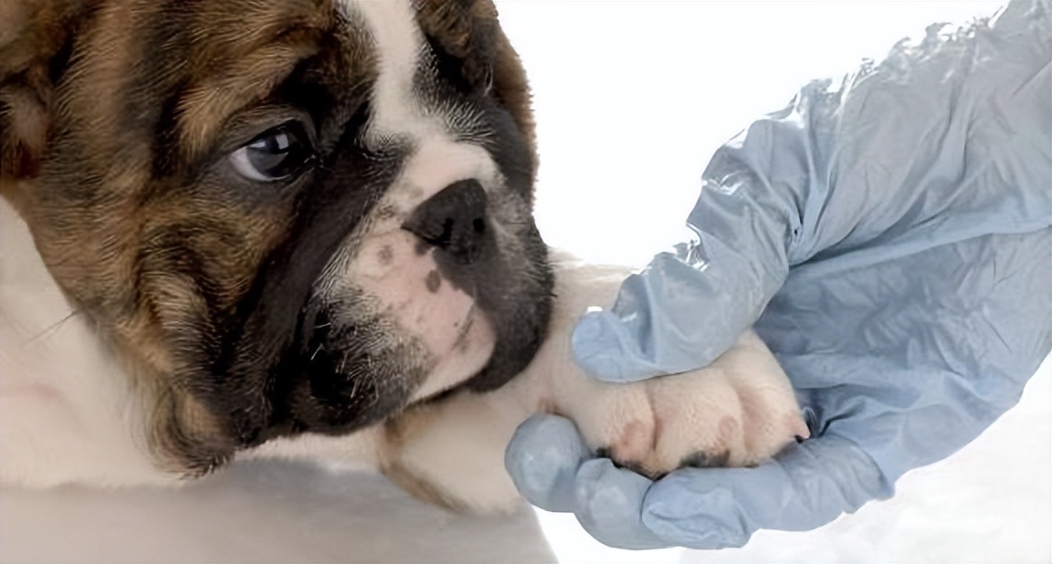 小时候黄色毛茸茸的狗狗,小时候白白胖胖的狗狗