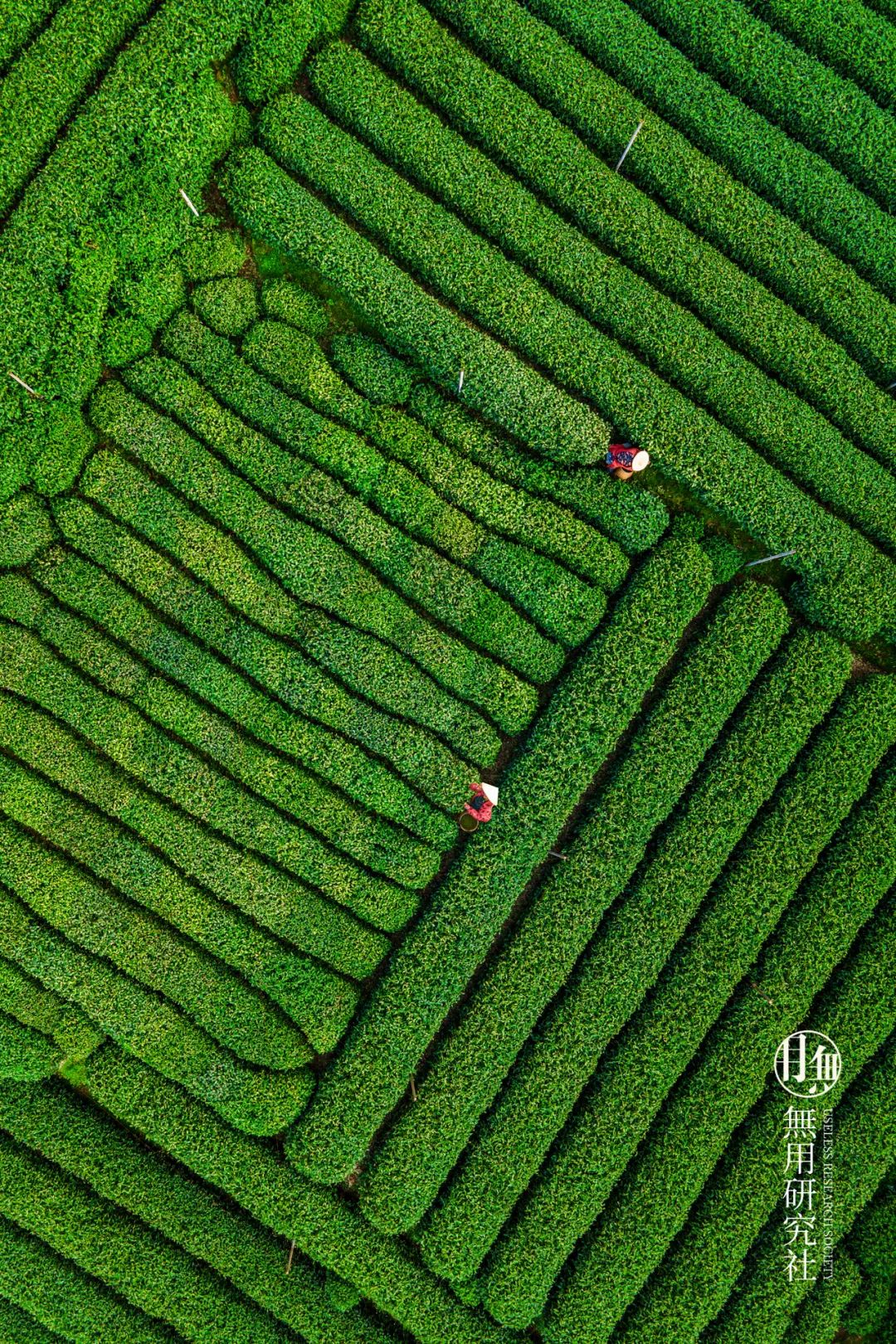 绿茶种类大全介绍,高档龙井绿茶有哪些种类