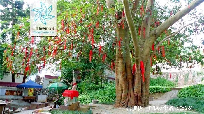 菩提树风景视频,菩提树唯美视频