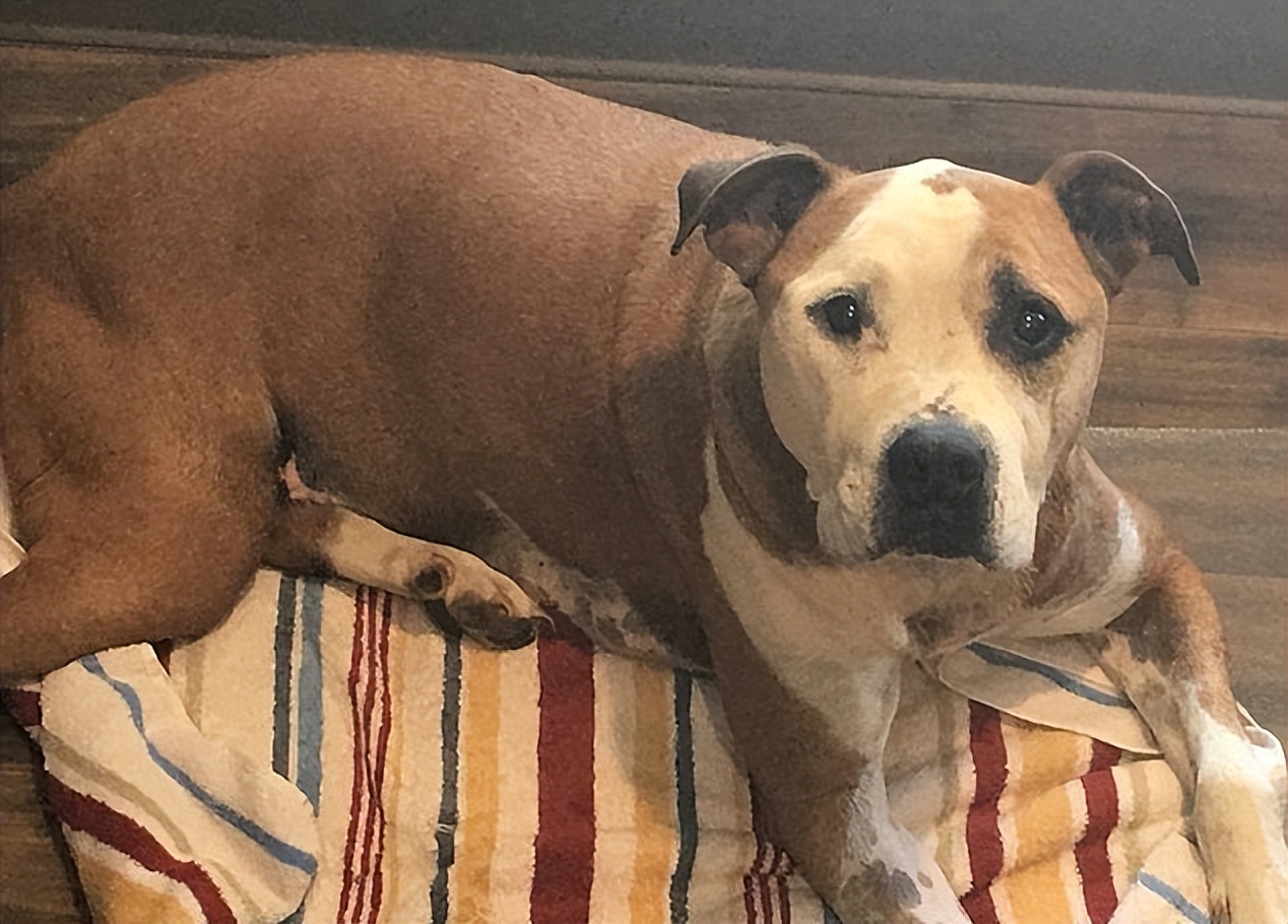 烈性犬不牵绳,未牵绳犬撕咬受伤狗主人