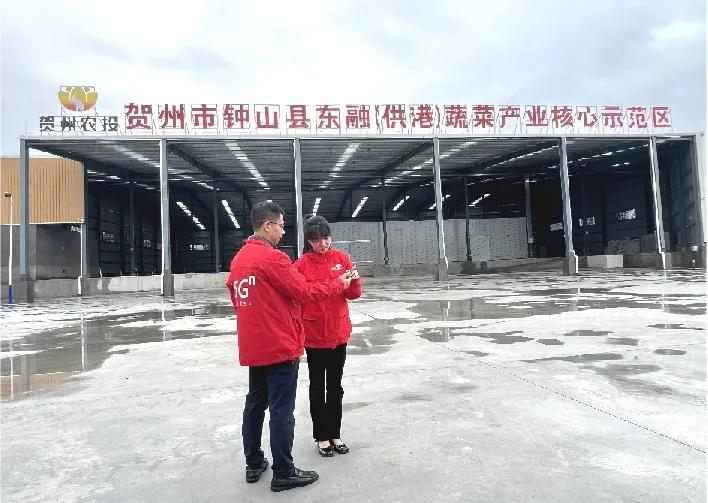 数字赋能粤港澳大湾区“菜篮子”书写蔬菜产业致富经