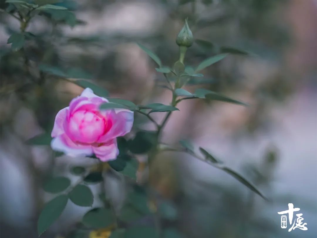 寺庙门槛是菩萨肩膀,寺庙的门槛踩了怎么补救