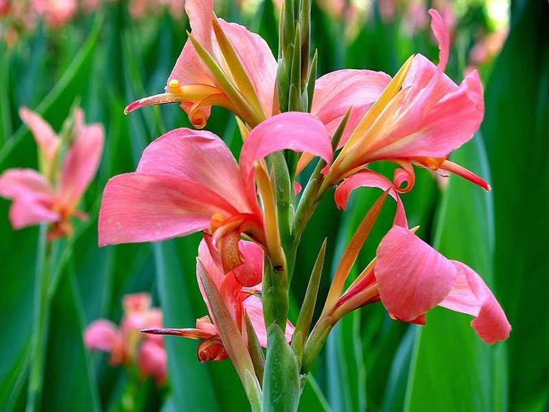 清明期间开的野花有哪些,清明节野花