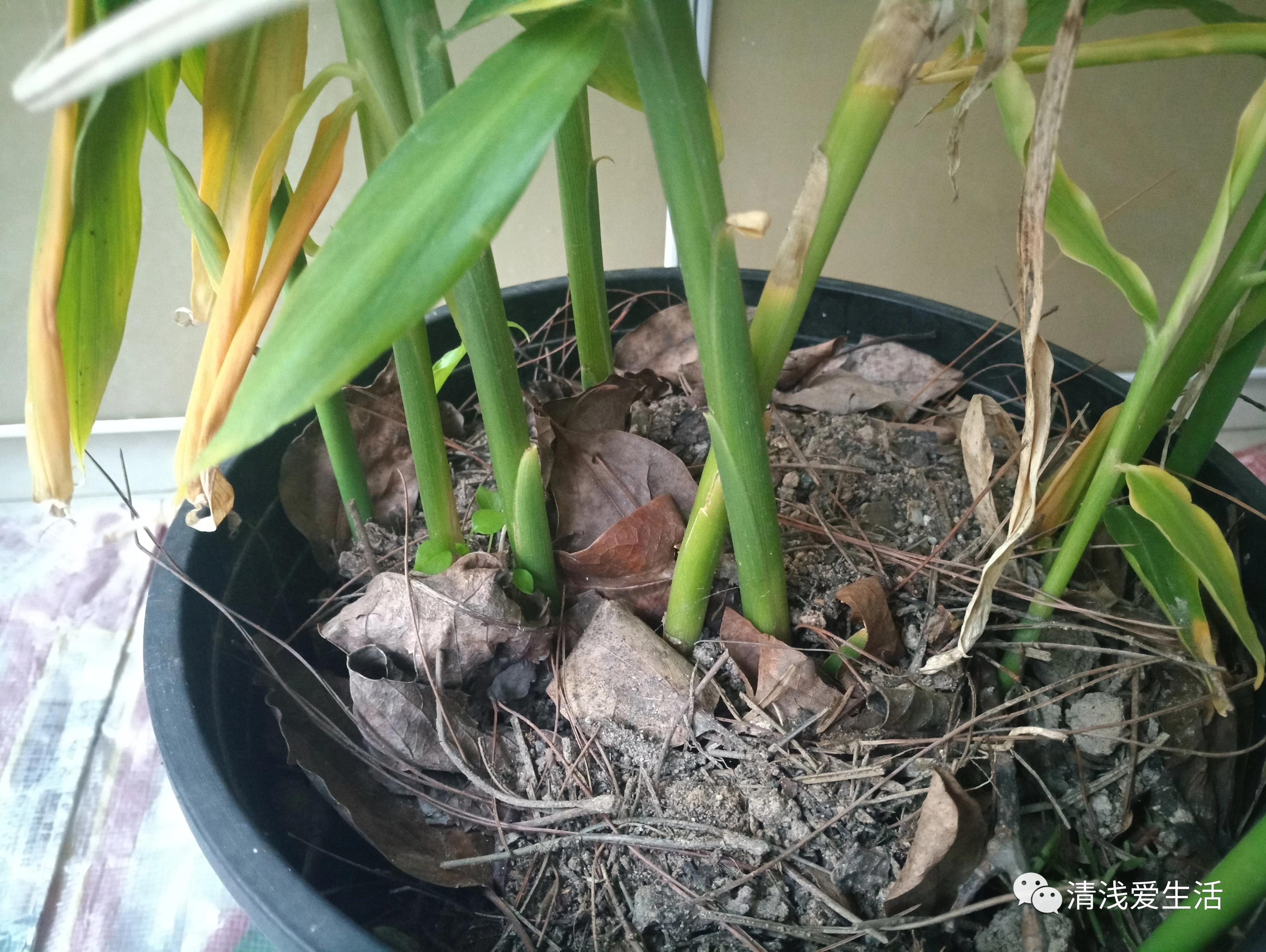 家庭阳台生姜种植方法,家庭阳台种植生姜的方法与时间