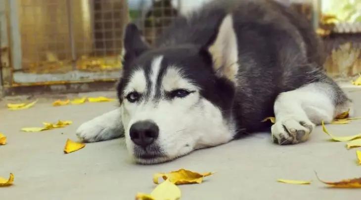 狗狗禁养注意事项,科学养宠纠正狗狗护食的小妙招