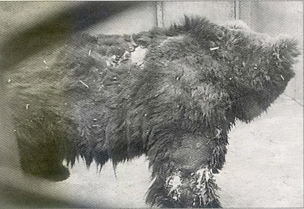 大学生伤熊事件是什么时候,大学生伤熊事件真实视频