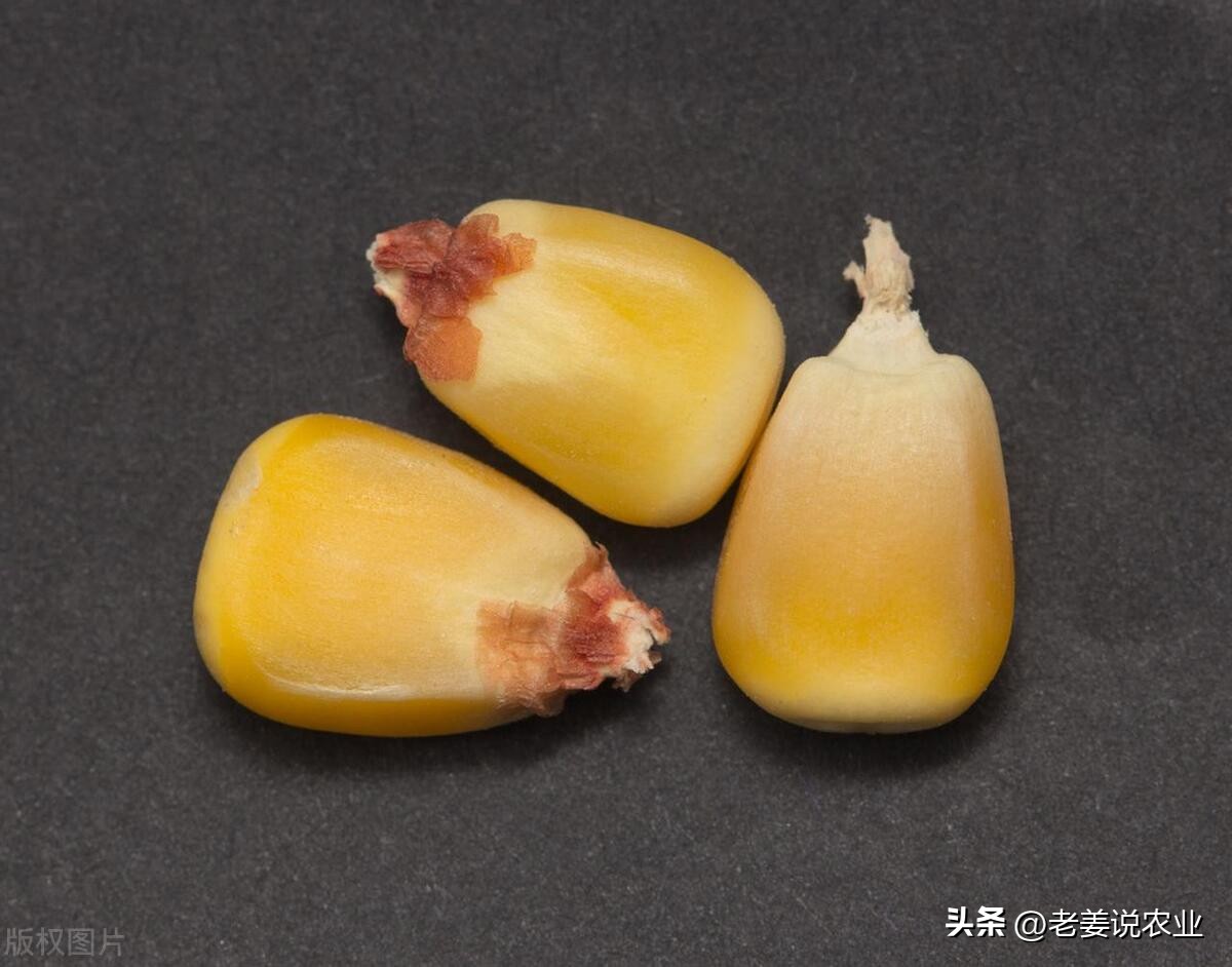 玉米价格今日能反弹吗,玉米价格或迎来大跌