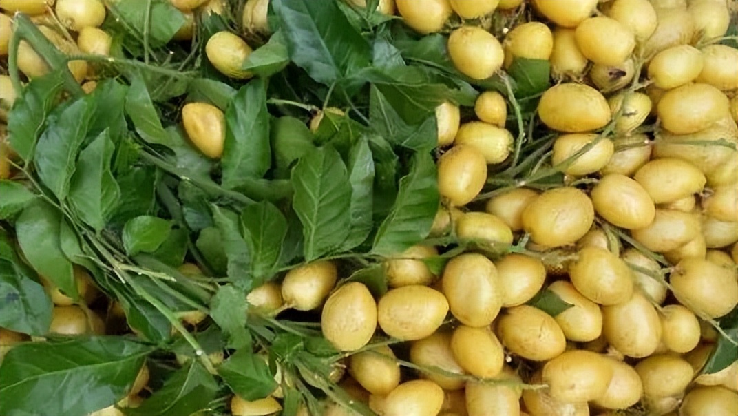 「品牌展播」中国地理标志农产品品牌展播（海南海口篇）