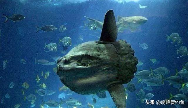 世界上最懒的鱼长相,世界上最强悍的鱼没有水也能存活