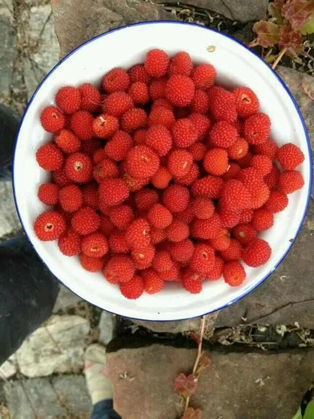 世界之大无奇不有奇葩中的奇葩 (世界之大无奇不有歌曲)