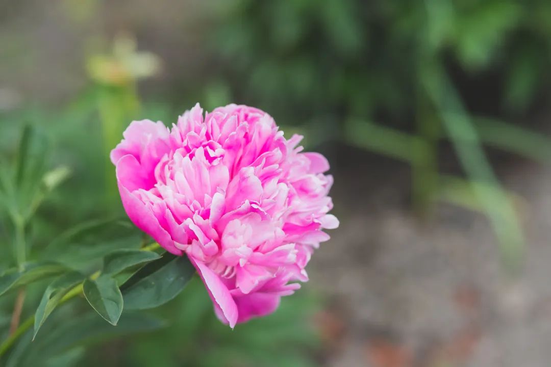 赏花的绝美诗句,赏花最好的十首诗
