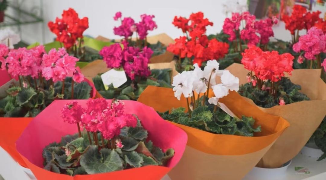 Nice兔meetyou,“属兔”的植物你知道多少?