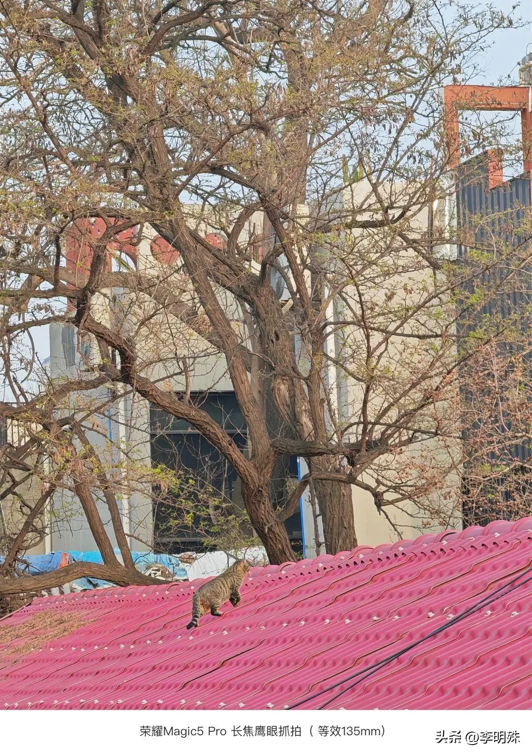 荣耀magic5pro和magic6pro拍照,荣耀magic5pro拍照