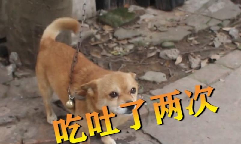 歪厨子余小二央视,歪厨子余小二靠啥爆火