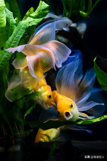 观赏鱼鱼胆小怎么办,观赏鱼怎么预防胆小虫