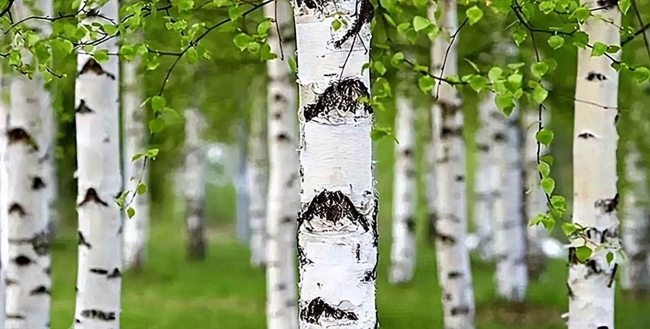 16年四川小伙去俄罗斯种土豆，不久后身家过亿，被西方企业使阴招