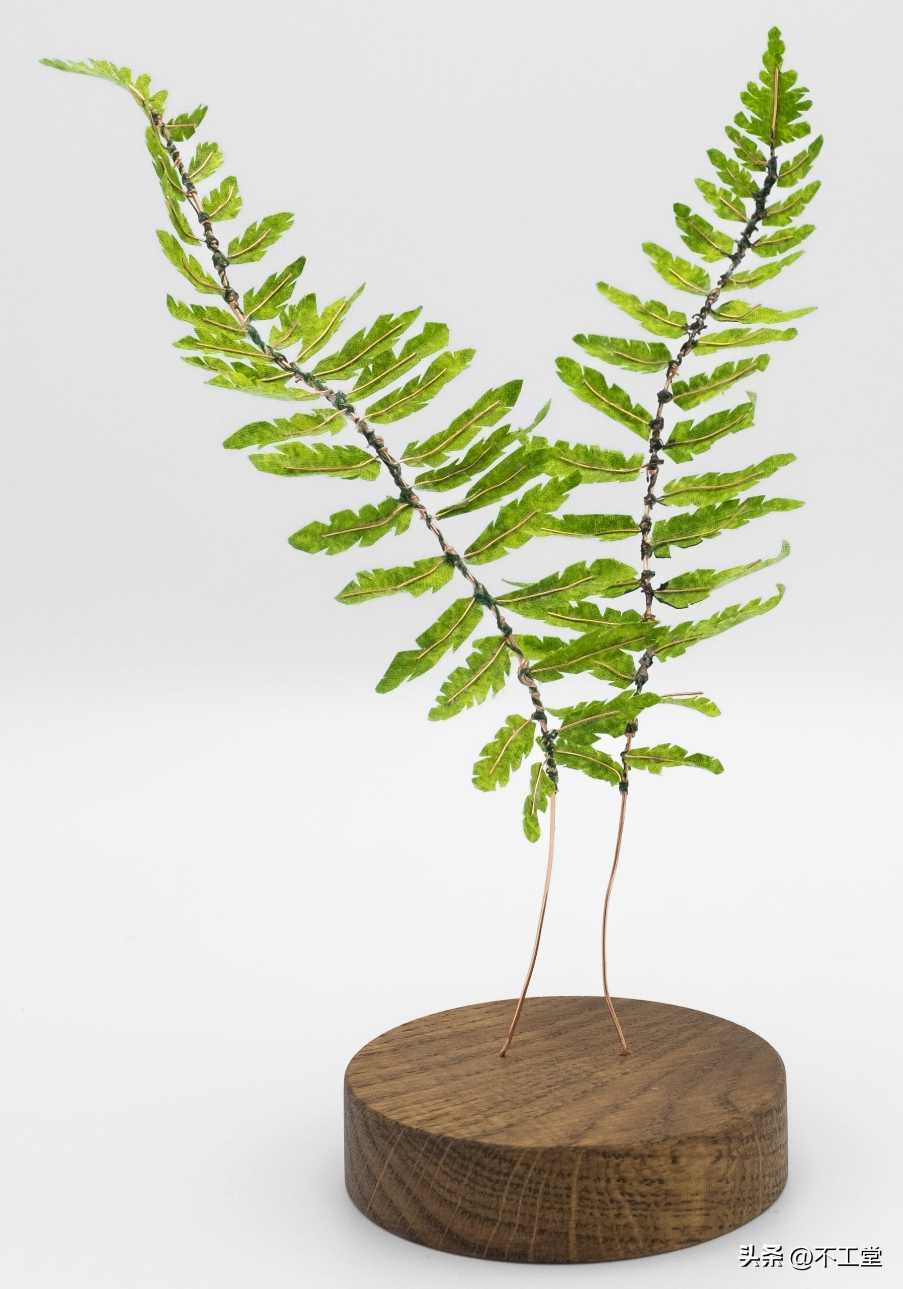 用植物标本做手工,手工压花康乃馨植物标本