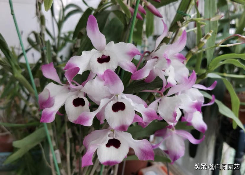 石斛板栽和盆栽的区别,怎么养石斛和青苔