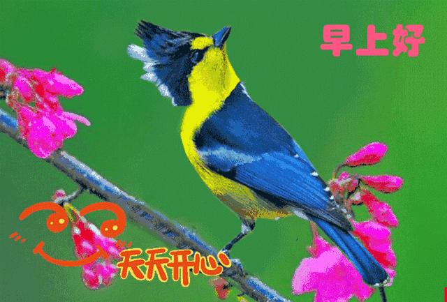 精致优美早上好的微信问候图片,微信祝福语早上好动态图片