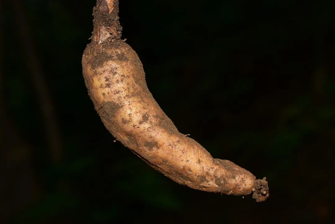 武夷山黄精科普,武夷岩茶小科普