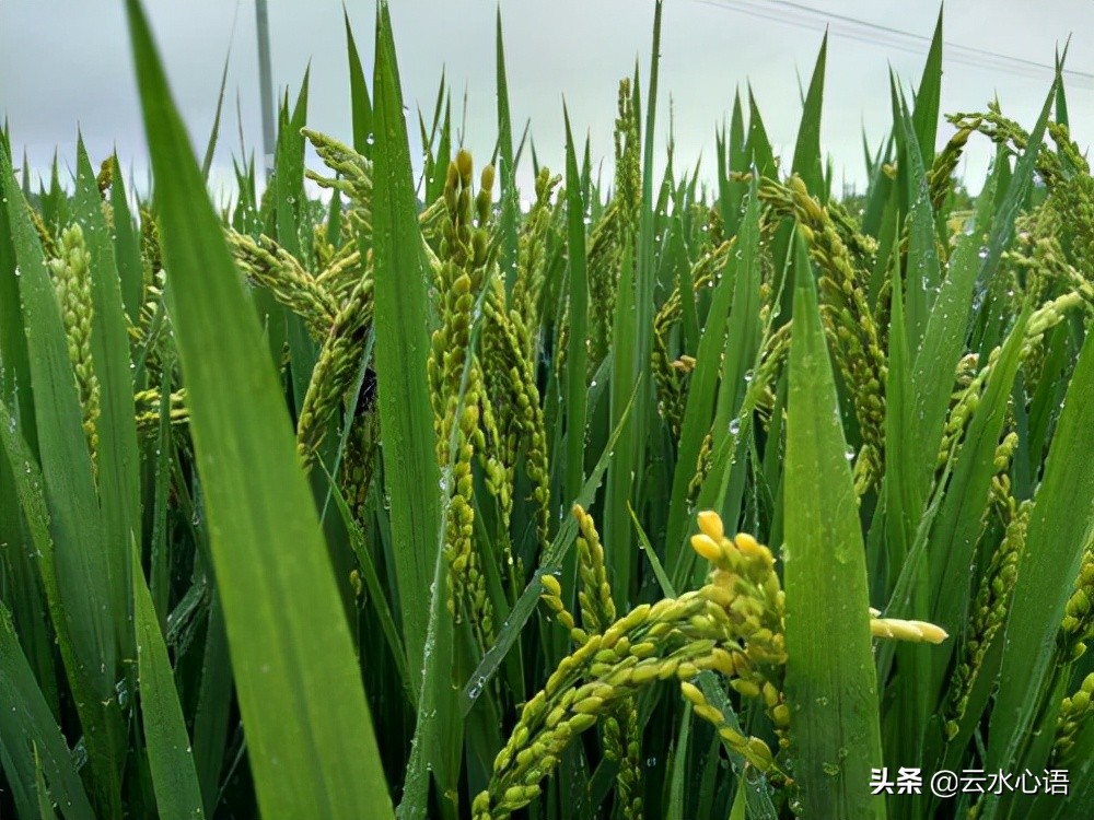 赞美老牛的七言律诗,关于老牛的诗句