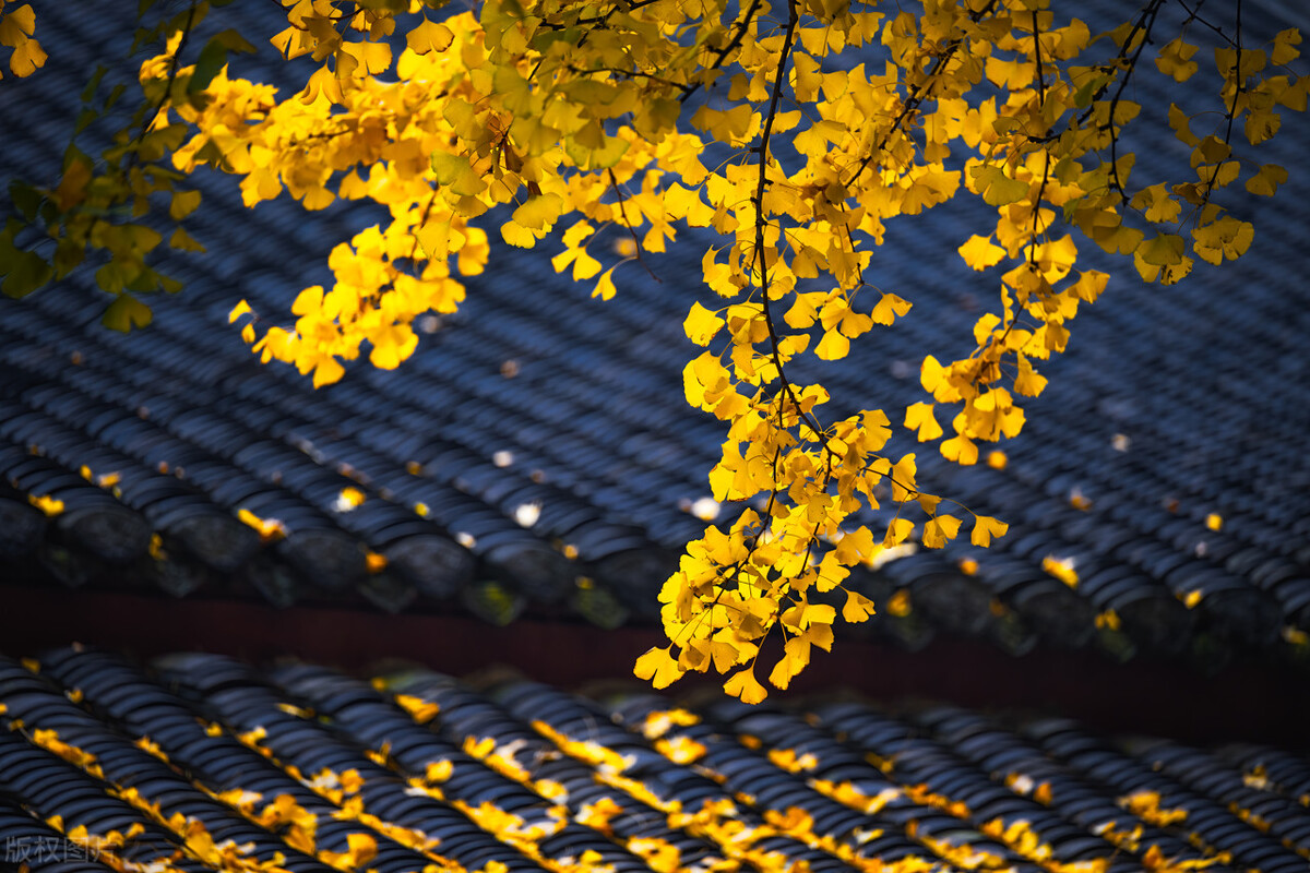 萧岚独自在街上走,游人散去,整条街安静得似乎漂浮在水上