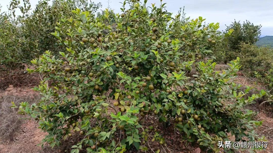 一心为民办实事两袖清风守初心,一心为民办实事