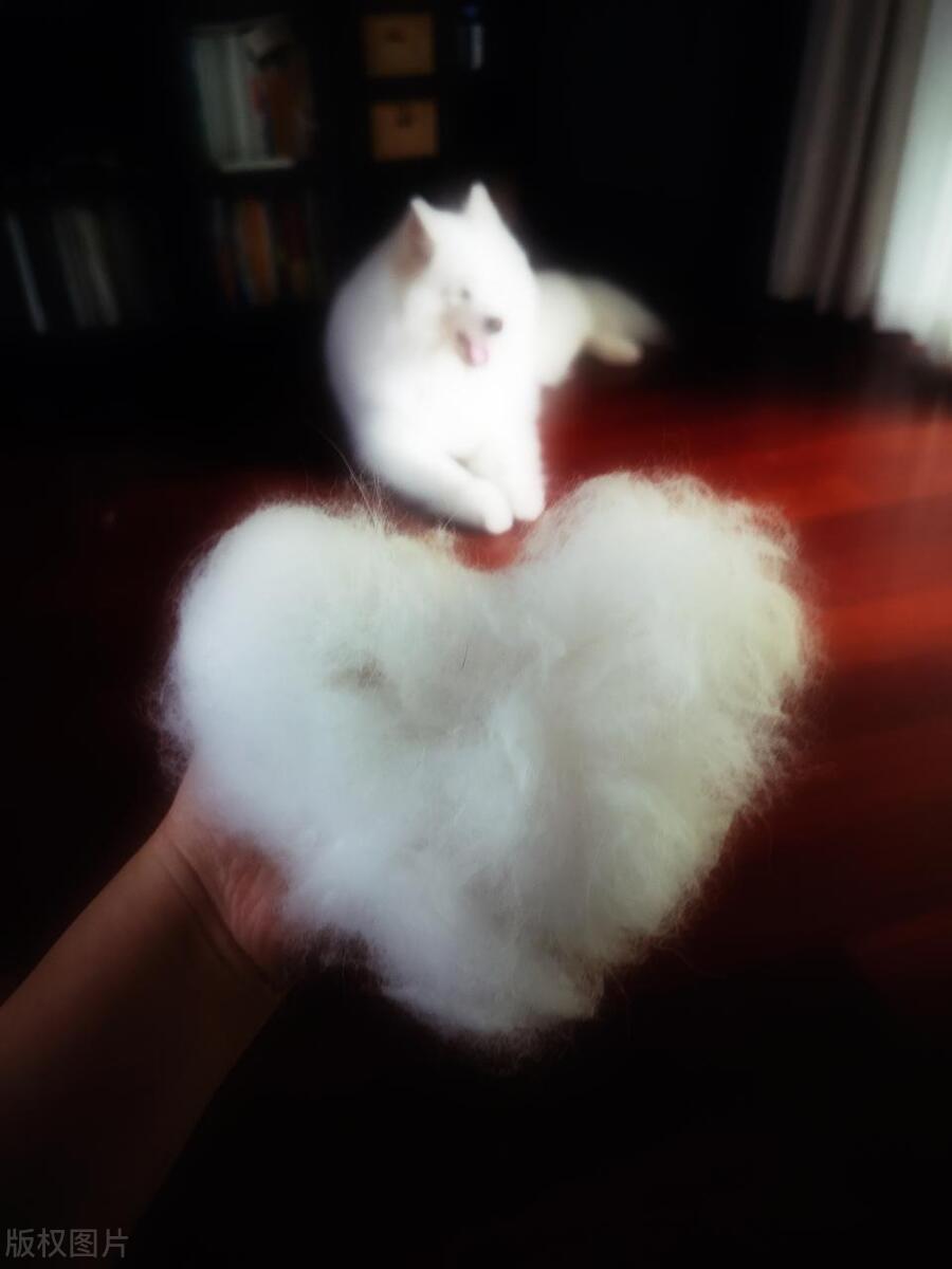 没毛狗狗的品种大全,灰色毛的狗狗品种