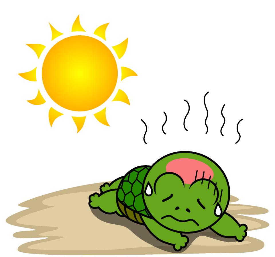 宠物夏天户外太热,天气炎热宠物也容易中暑