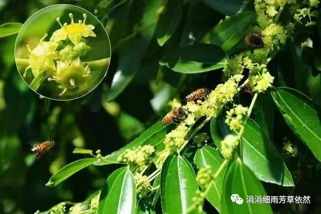 我家的枣树二年级上册阅读,我家的枣树一年级阅读理解